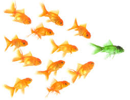 leadership fish
