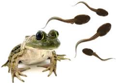 change frog